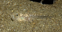 Echiichthys vipera