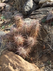 Echinocereus engelmannii