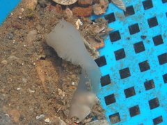 Ochetostoma erythrogrammon