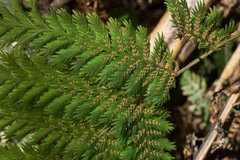 Leptopteris hymenophylloides