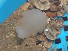 Ochetostoma erythrogrammon