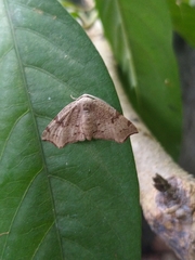 Achrosis