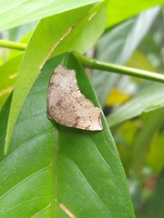 Achrosis