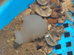 Ochetostoma erythrogrammon