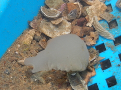 Ochetostoma erythrogrammon