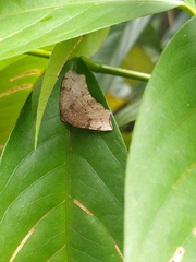 Achrosis