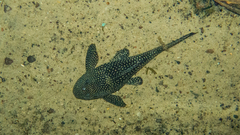 Hypostomus delimai