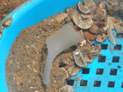 Ochetostoma erythrogrammon