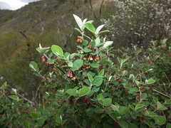 Cotoneaster integerrimus
