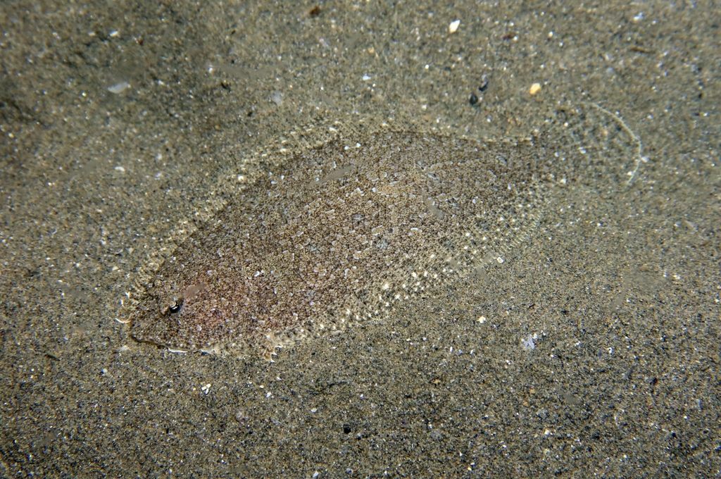 Scaldfish (Arnoglossus laterna) — Bothidae