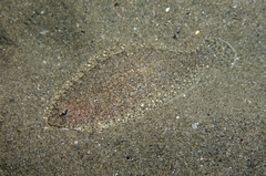 Arnoglossus laterna