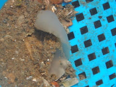 Ochetostoma erythrogrammon