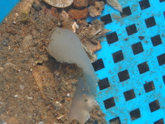Ochetostoma erythrogrammon