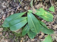 Clintonia umbellulata