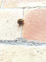 Gastropoda