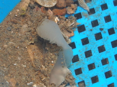 Ochetostoma erythrogrammon