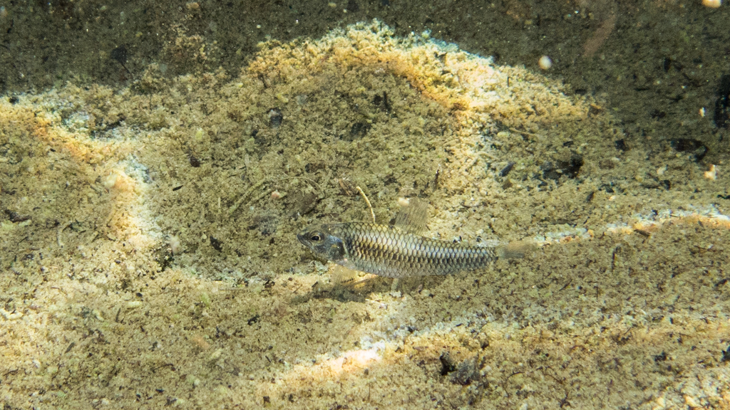 Saint Paul Darter