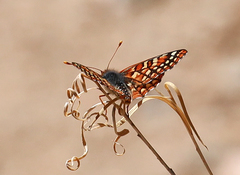 Euphydryas chalcedona corralensis
