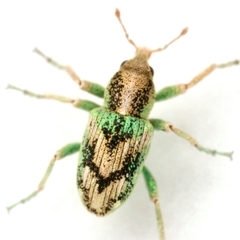 Coniatus splendidulus