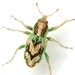 Splendid Tamarisk Weevil - Photo (c) Mike Quinn, Austin, TX, some rights reserved (CC BY-NC), uploaded by Mike Quinn, Austin, TX
