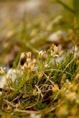 Cherleria biflora