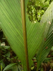 Geonoma cuneata