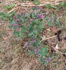 Arctium tomentosum
