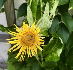 Inula helenium