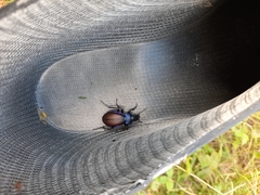 Carabus schoenherri