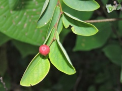 Phyllanthus reticulatus