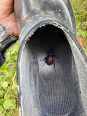 Carabus schoenherri