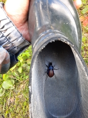Carabus schoenherri