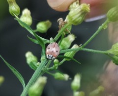 Mulsantina mexicana