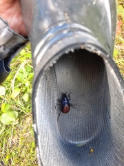 Carabus schoenherri