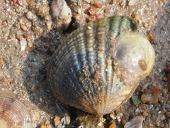 Gafrarium pectinatum