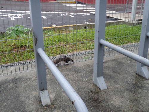 マレーセンザンコウ