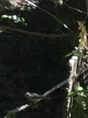 Baeolophus inornatus