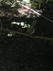 Baeolophus inornatus