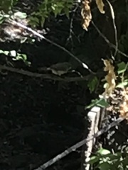 Baeolophus inornatus