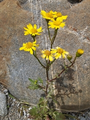 Senecio squalidus rupestris