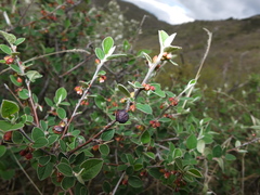 Cotoneaster integerrimus