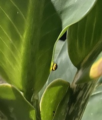 Asymmetricata ovalis