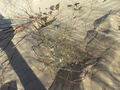 Eriogonum deserticola