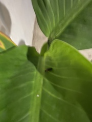 Asymmetricata ovalis