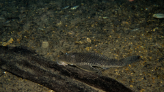 Hypostomus delimai