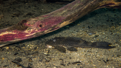 Hypostomus delimai