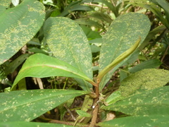 Primulaceae