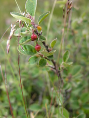 Cotoneaster juranus