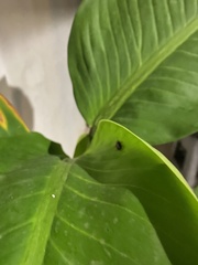 Asymmetricata ovalis