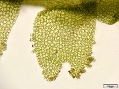 Lophocolea minor